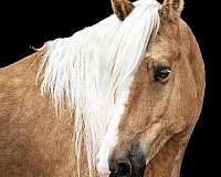 reining-quarter-horse