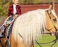 ridden-english-quarter-horse