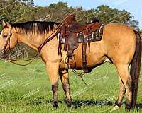 athletic-quarter-horse