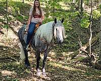 ranch-versatility-quarter-horse