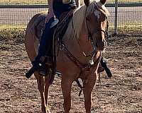 calf-roping-quarter-horse