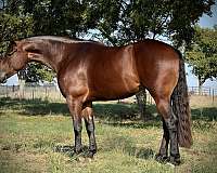 breeding-quarter-horse