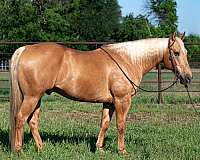 athletic-quarter-horse