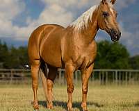 barrel-racing-quarter-horse