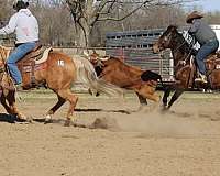 cutting-quarter-horse