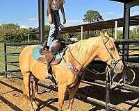 ranch-versatility-quarter-horse