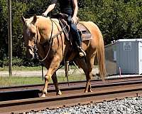 roping-quarter-horse