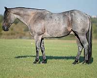 athletic-quarter-horse