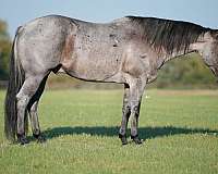 flashy-quarter-horse