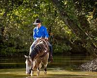 working-cattle-shire-horse