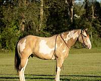 buckskin-shire-gelding