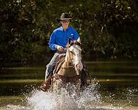 roping-shire-horse