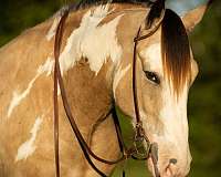 buckskin-shire-for-sale