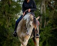 buckskin-shire-horse