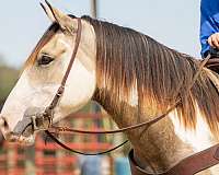 draft-shire-horse