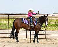 athletic-quarter-horse