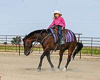 performance-quarter-horse