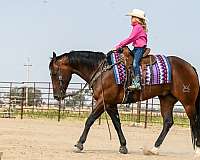 roping-quarter-horse