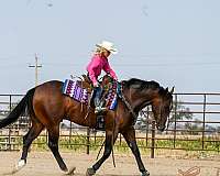 western-riding-quarter-horse