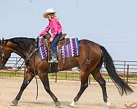 working-cattle-quarter-horse