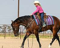 working-cow-quarter-horse