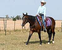 bay-quarter-horse-gelding