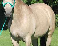 flashy-draft-horse