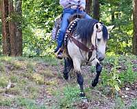 ridden-western-draft-horse