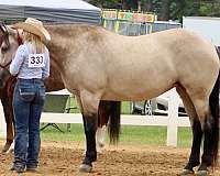 roping-draft-horse