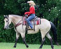 working-cattle-draft-horse