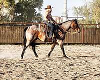 calf-roping-quarter-pony