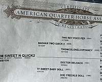 performance-quarter-horse