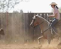 ranch-versatility-quarter-horse