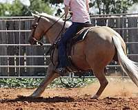 show-quarter-horse