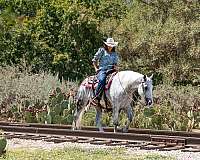 athletic-draft-horse