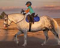 beginner-draft-horse