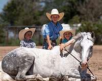 parade-draft-horse