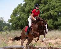 athletic-quarter-horse