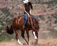 calf-roping-quarter-horse