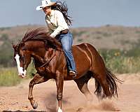 husband-safe-quarter-horse