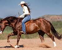 performance-quarter-horse