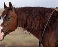 ranch-versatility-quarter-horse