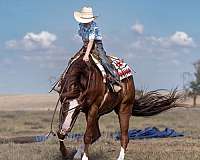 reining-quarter-horse