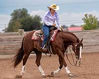 roping-quarter-horse