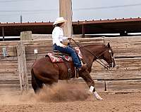 show-quarter-horse