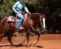 team-penning-quarter-horse