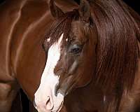 trail-riding-quarter-horse