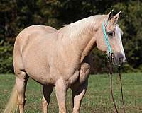 palomino-blaze-horse