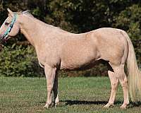 ranch-work-quarter-horse