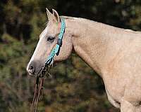 beginner-safe-quarter-horse